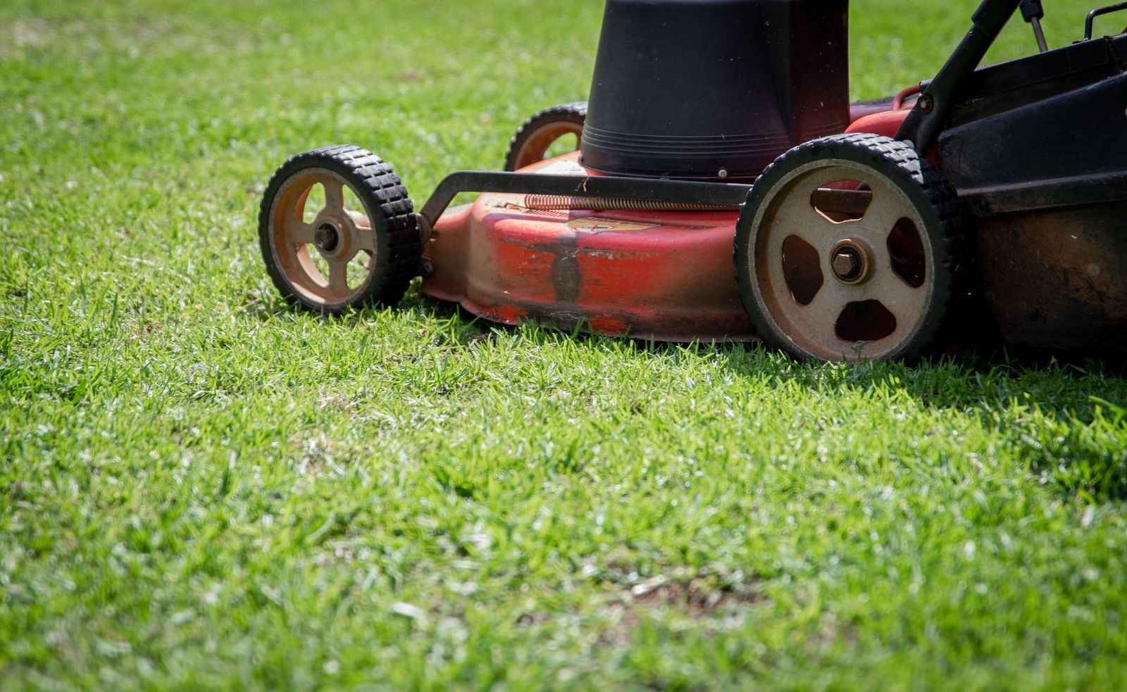 Frisch geschnittenes Gras vor dem Mäher